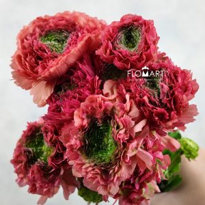 Ranunculus Pon Pon Red