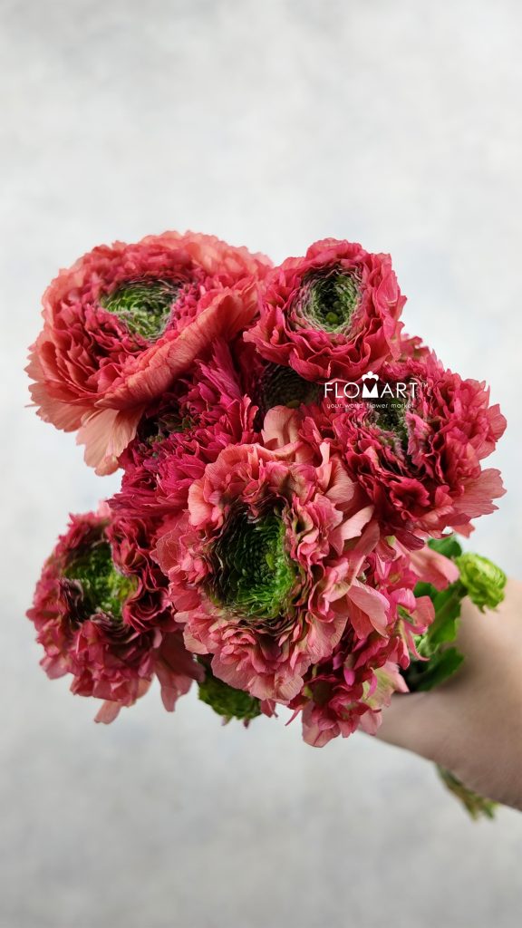 Ranunculus Pon Pon Red