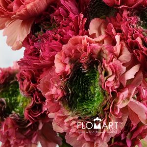 Ranunculus Pon Pon Red - Image 2