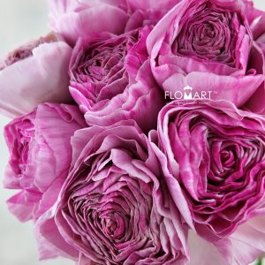 Ranunculus Rose Anthos Select