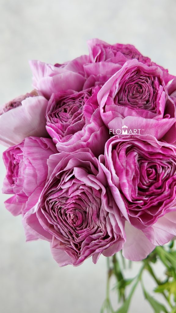 Ranunculus Rose Anthos