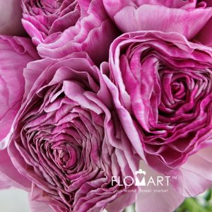 Ranunculus Rose Anthos - Image 2