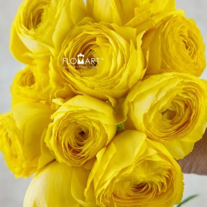 Ranunculus Shivas Select