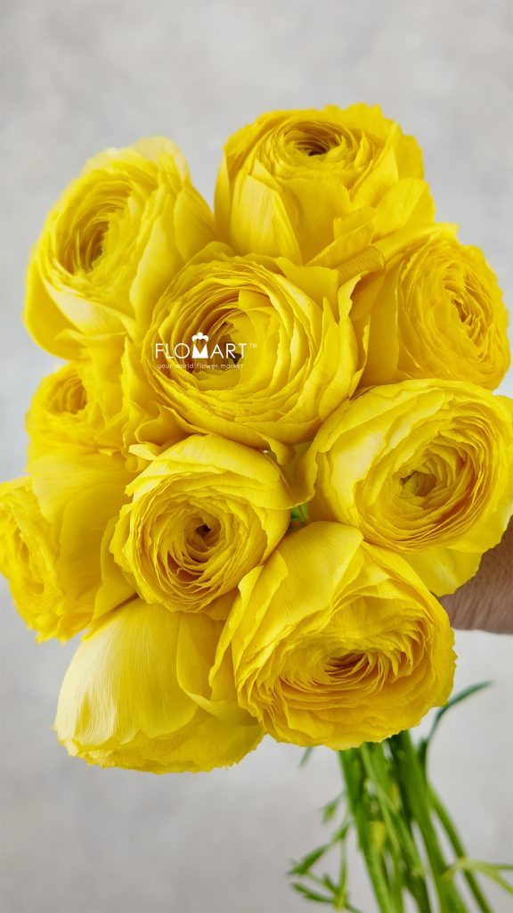Ranunculus Shivas