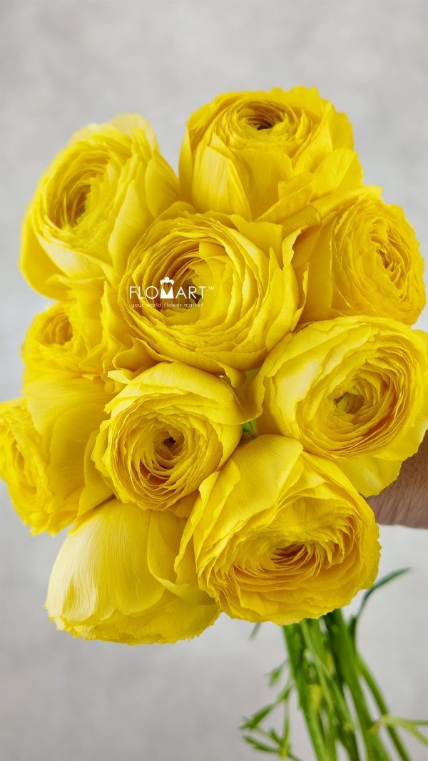 Ranunculus Shivas Select Ranunculus Shivas Select
