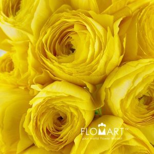Ranunculus Shivas - Image 2