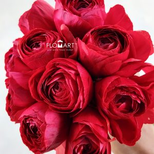 Ranunculus Sofia Select