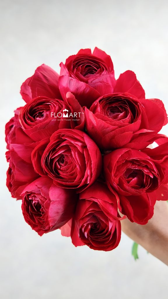 Ranunculus Sofia