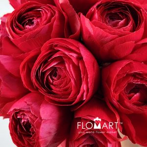 Ranunculus Sofia - Image 2