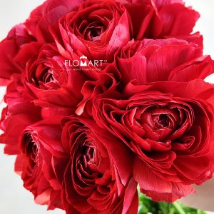 Ranunculus Sofia Super