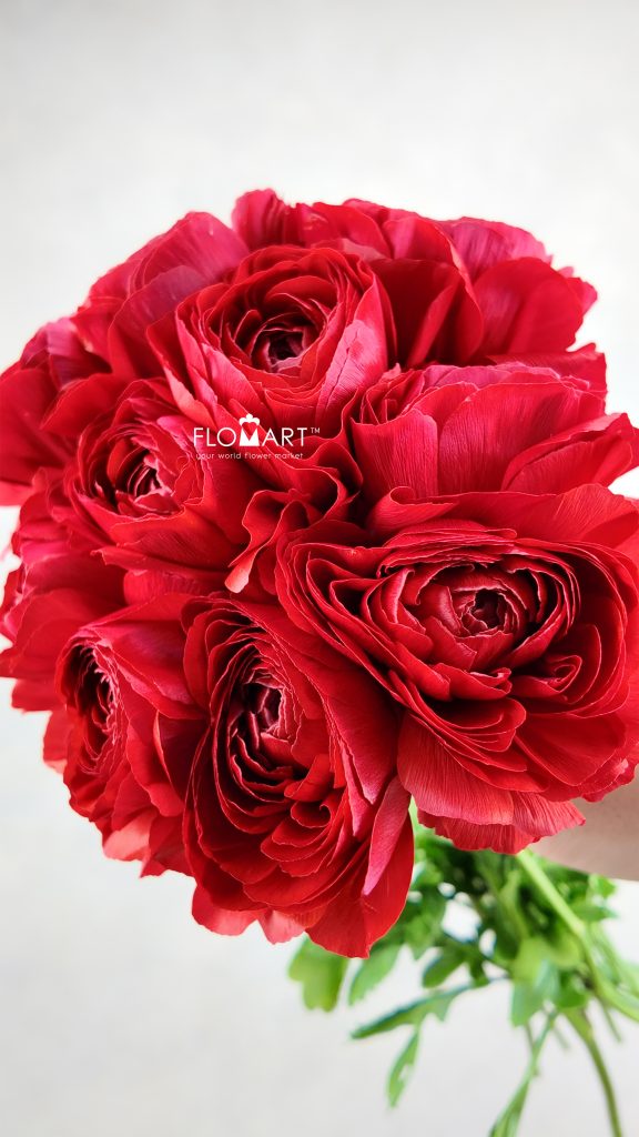 Ranunculus Sofia
