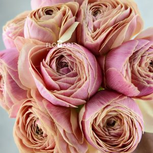 Ranunculus Thasos Select