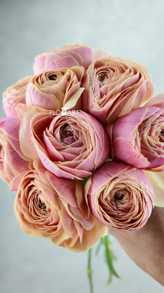 Ranunculus Thasos