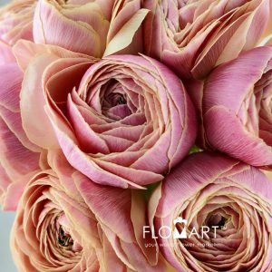 Ranunculus Thasos - Image 2