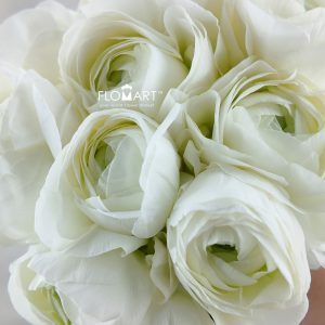 Ranunculus Wataboshi Select