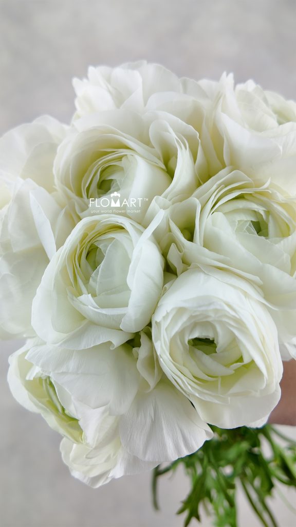 Ranunculus Wataboshi