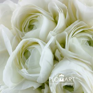 Ranunculus Wataboshi - Image 2