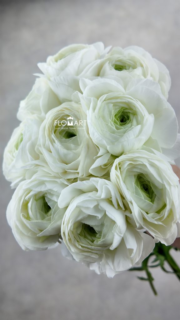 Ranunculus Wataboshi