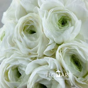 Ranunculus Wataboshi - Image 2