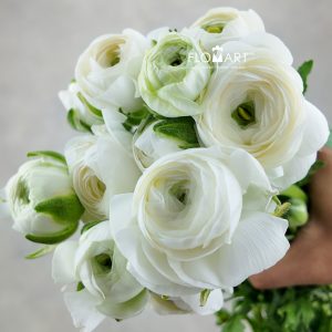 Ranunculus White