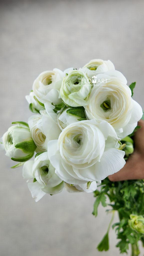 Ranunculus White