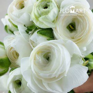 Ranunculus White - Image 2