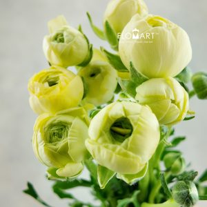 Ranunculus Yellow