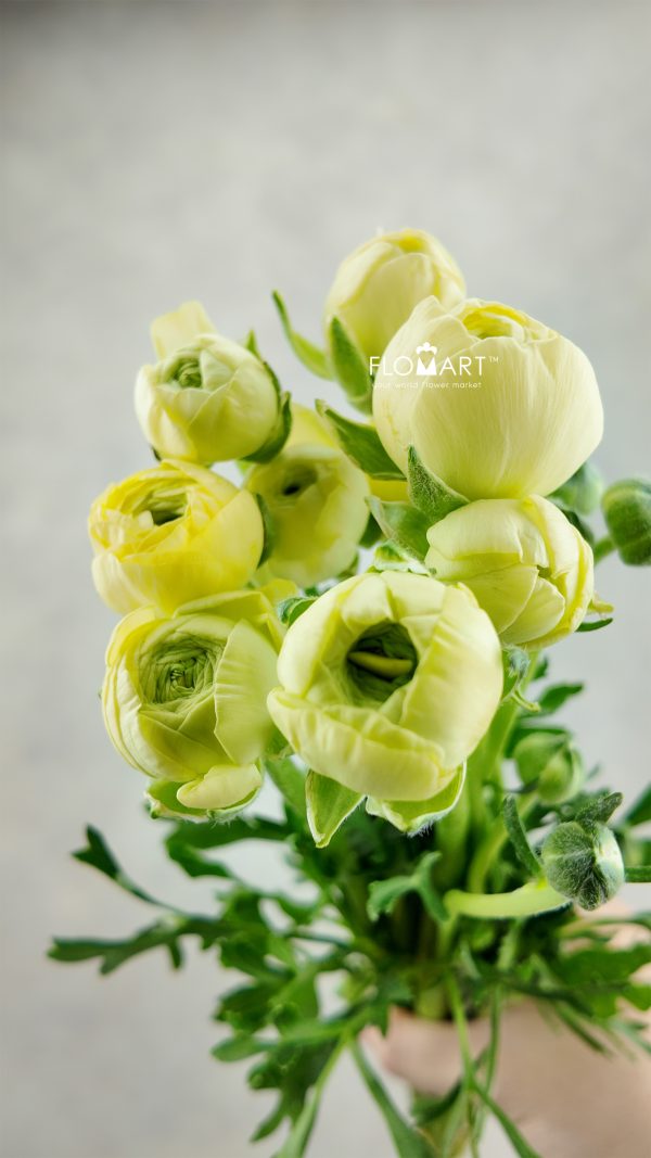 Ranunculus Yellow Ranunculus Yellow