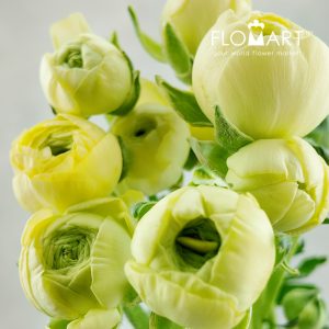 Ranunculus Yellow - Image 2