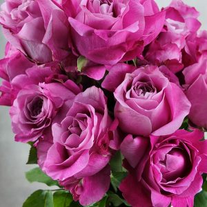 Rosa All For Love