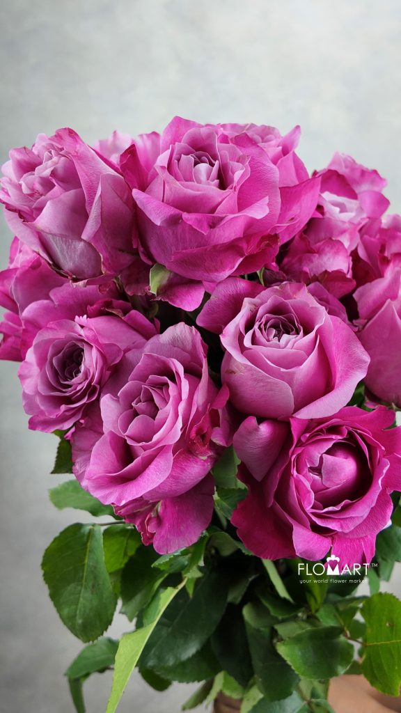 Rosa All For Love