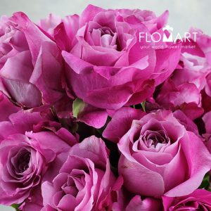 Rosa All For Love - Image 2