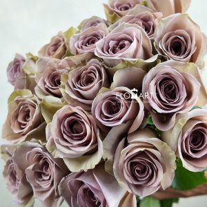 Rosa Amnesia