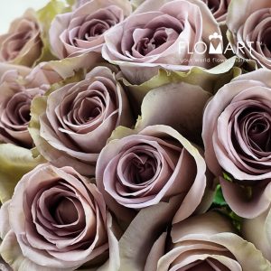 Rosa Amnesia - Image 2