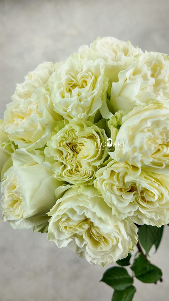 Rosa Angel Kiss