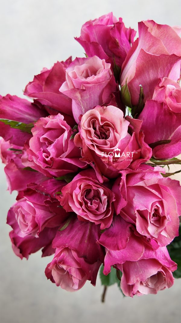 Rosa Art Deco