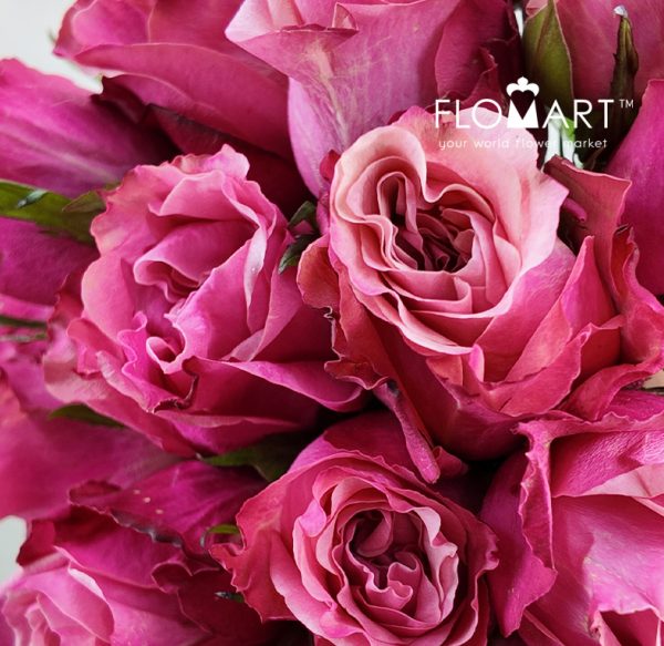 Rosa Art Deco