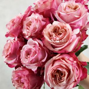 Rosa Art Rose