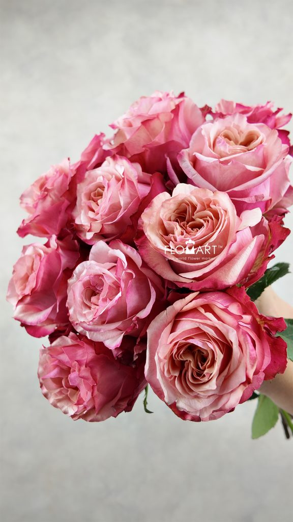 Rosa Art Rose