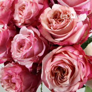Rosa Art Rose - Image 2