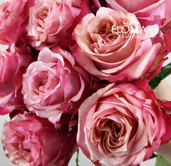 Rosa Art Rose