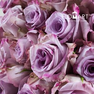Rosa Avant Garde - Image 2