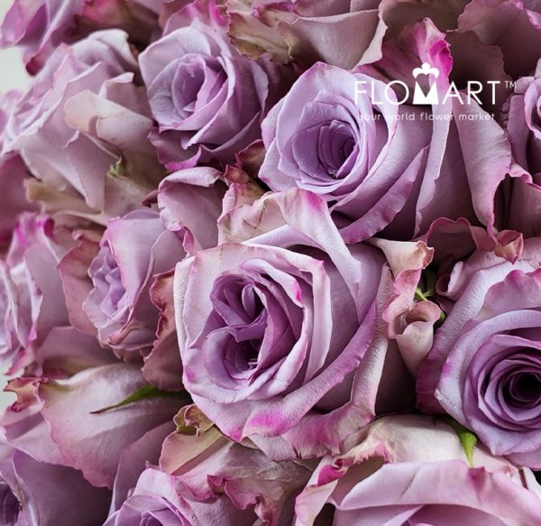 Rosa Avant Garde