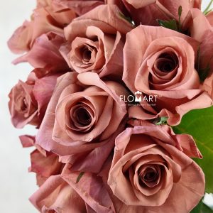 Rosa Barista