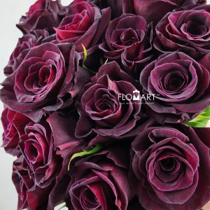 Rosa Black Baccara