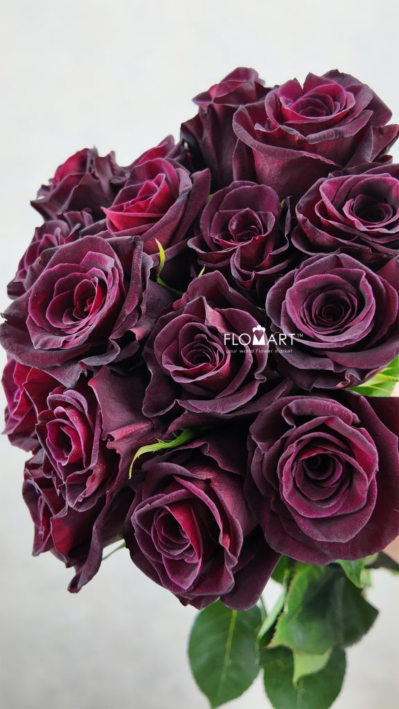Rosa Black Baccara