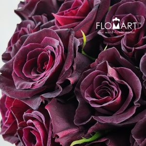 Rosa Black Baccara - Image 2