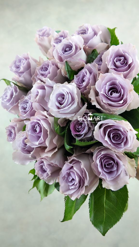 Rosa Blue Dream