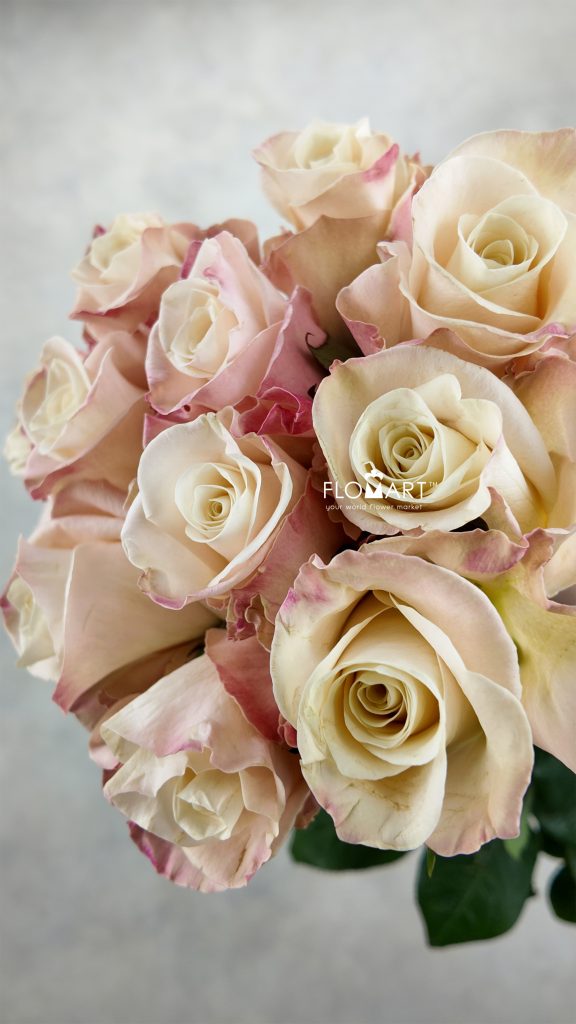 Rosa Bone