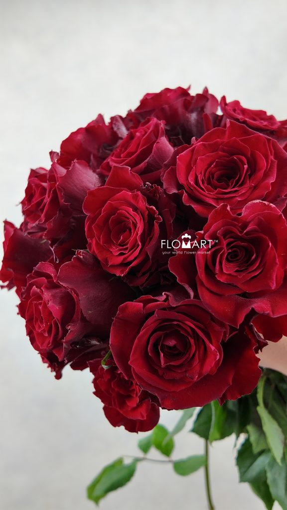 Rosa Born
